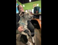 Dogs barking looks like talking to each other