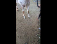 Horse given and eats the rope candy