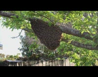 Beehive fully covered by bees tree branch