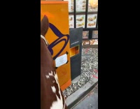 Two friends in Taco Bell on horses 