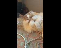 MUSIC White Cat Licks Paw on Grey Rug Hallelujah Plays