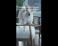 Woman reacts to the haircut of dog