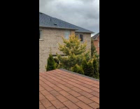 Tree leaves shaped like a middle finger