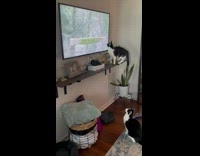 Cat climb on shelf bird on TV