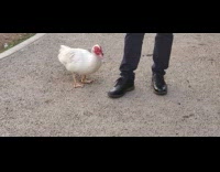 Wild Duck Happily Pecks on Leather Shoe
