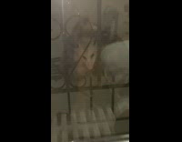 Possums stare into window from fire escape 