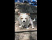 Dog pound it fist bump trick girl 