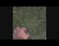 Baby bird brought back to tree nest