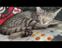Grey brown kitten sleeps purrs loudly couch