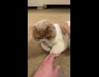 Collab PLC - Lady Caresses Sleepy Brown White Cat Until it Lays on Floor