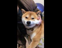 Collab Pets For All - Girl pets squeezes cheeks brown shiba dog 