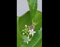 Gecko lizard reptile white flower green plant
