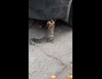 Squirrel reaches and chew the car bumper