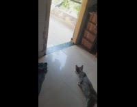Cat walks slow to catch the bird outside the house 