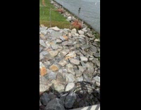 Dog smells dead fish beach rocks part 1