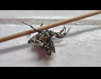 Guy holds tarantula with stick 