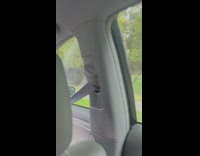 Deer runs across road and gets hit by car