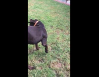 brown dog playing with blue toy 
