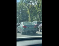 Collab winy - Pigeon on top of car on road