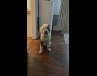 Dog follows and watches lady around house 