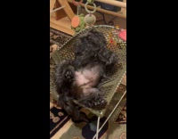 Dog lie down on the baby bouncer