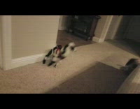 black and white goat with diaper