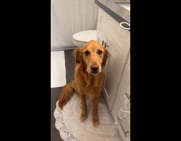 Collab Clips MPUGC - Woman noticing her dog acting strange 