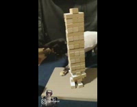 Black kitten tries to grab jenga blocks
