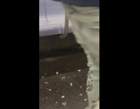 Mice crawl under purple seats subway train