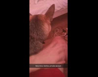 Collab DailyDoseOfInternet - Large brown grey dog whines red shorts