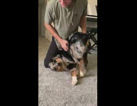 Dog gets scratched and stick butt up