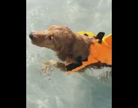 Dog yellow shark life vest jacket pool 