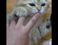 Brown kitten cat licks fingers girl bell