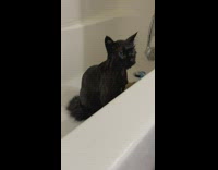 Pet cat stares far away after a bath in the tub