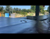 Ants clean up sugar liquid on table 