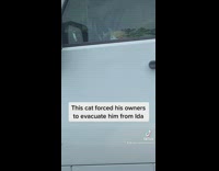Guy evacuates in car with cat on lap