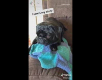 Black pug dog splint surgery  on leg