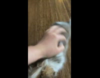 Brown white puppy dog sits wood floor 