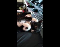 Cat on lap leg and tail up