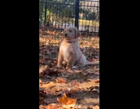 Collab Clips MPUGC - Puppy confused by airplane noises