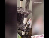 Cat plays tug of war toy tower 