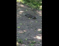 Squirrel lay on the ground and stare to those people