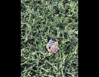 Backyard spider wrap caught bug with web