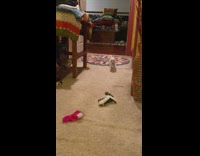 Two pet dogs run and play at the hallway