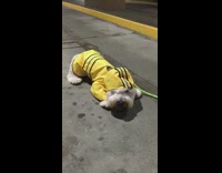White dog in yellow raincoat