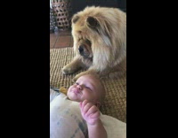 Big fluffy brown dog behind baby laying on floor making bubble fart noises