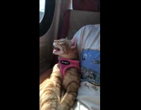 Cat on train with owner crying in pink vest 