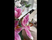 Grey kitten lays grooms itself couch flowers