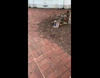 Ducks fight peck one on the ground 