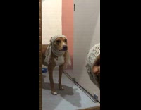 Dog stares at mirror scarf around head